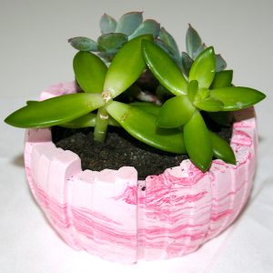 Crassula ovata